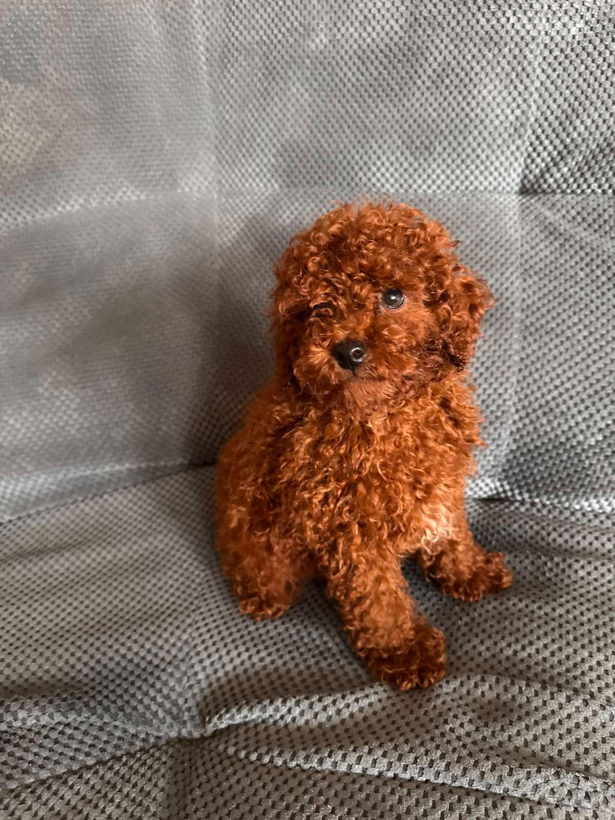 Той пудель мальчик