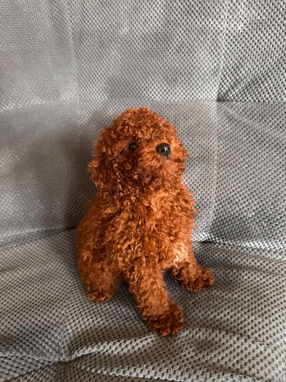 Той пудель мальчик