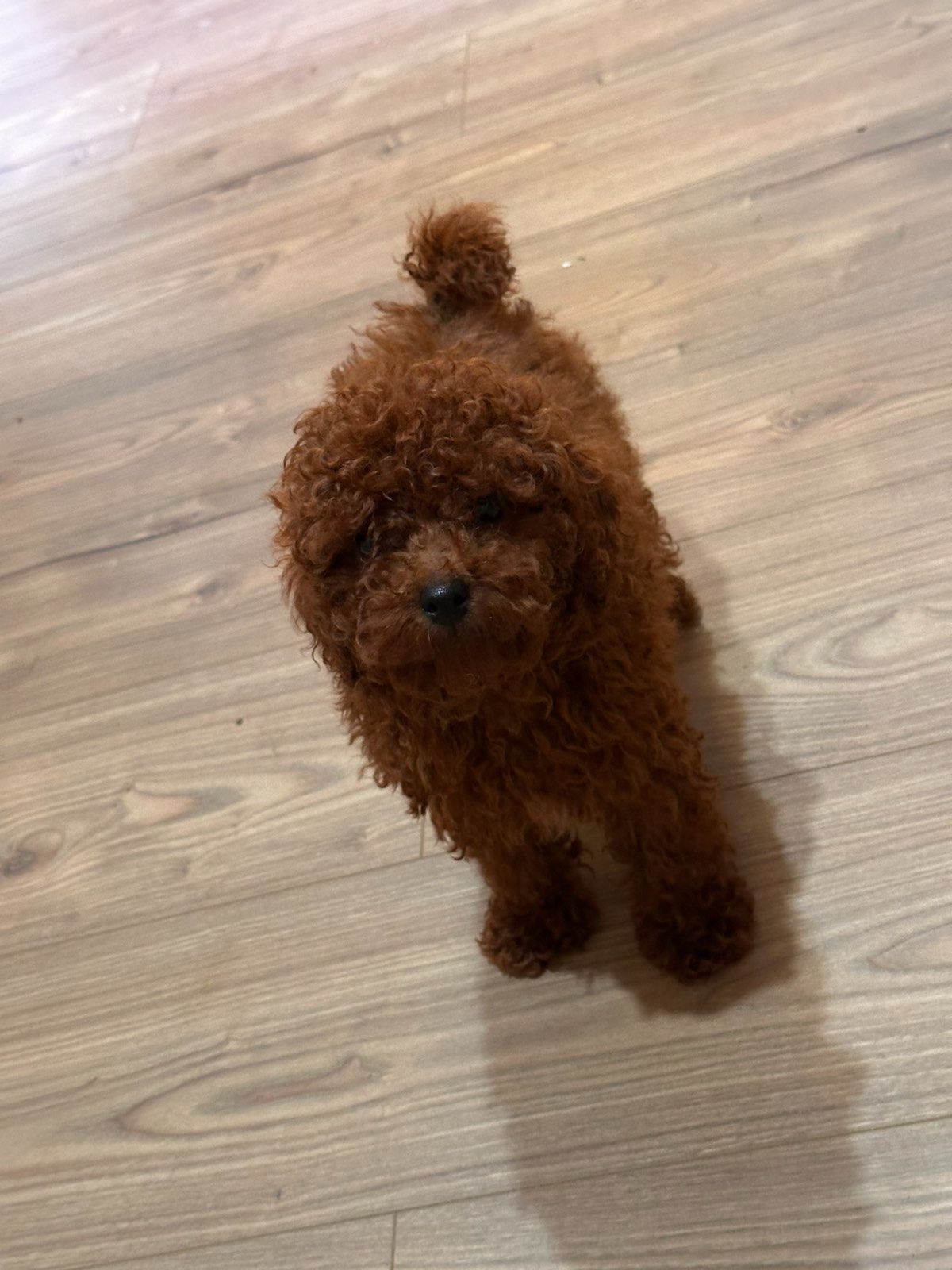 Той пудель мальчик