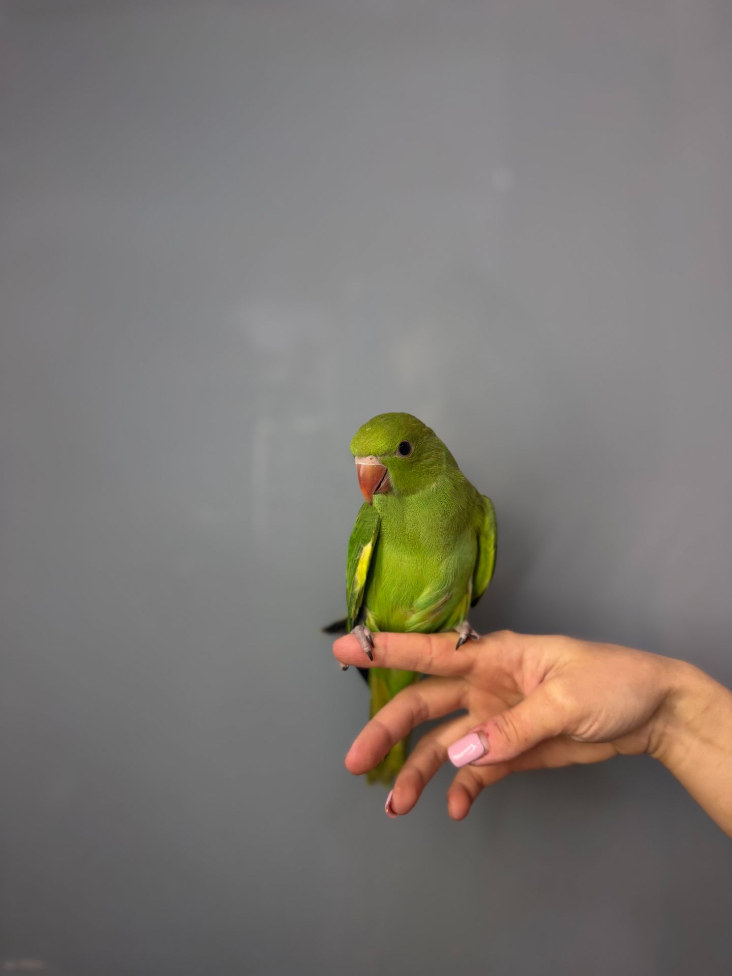 Ожереловий папуга, намистовий папуга