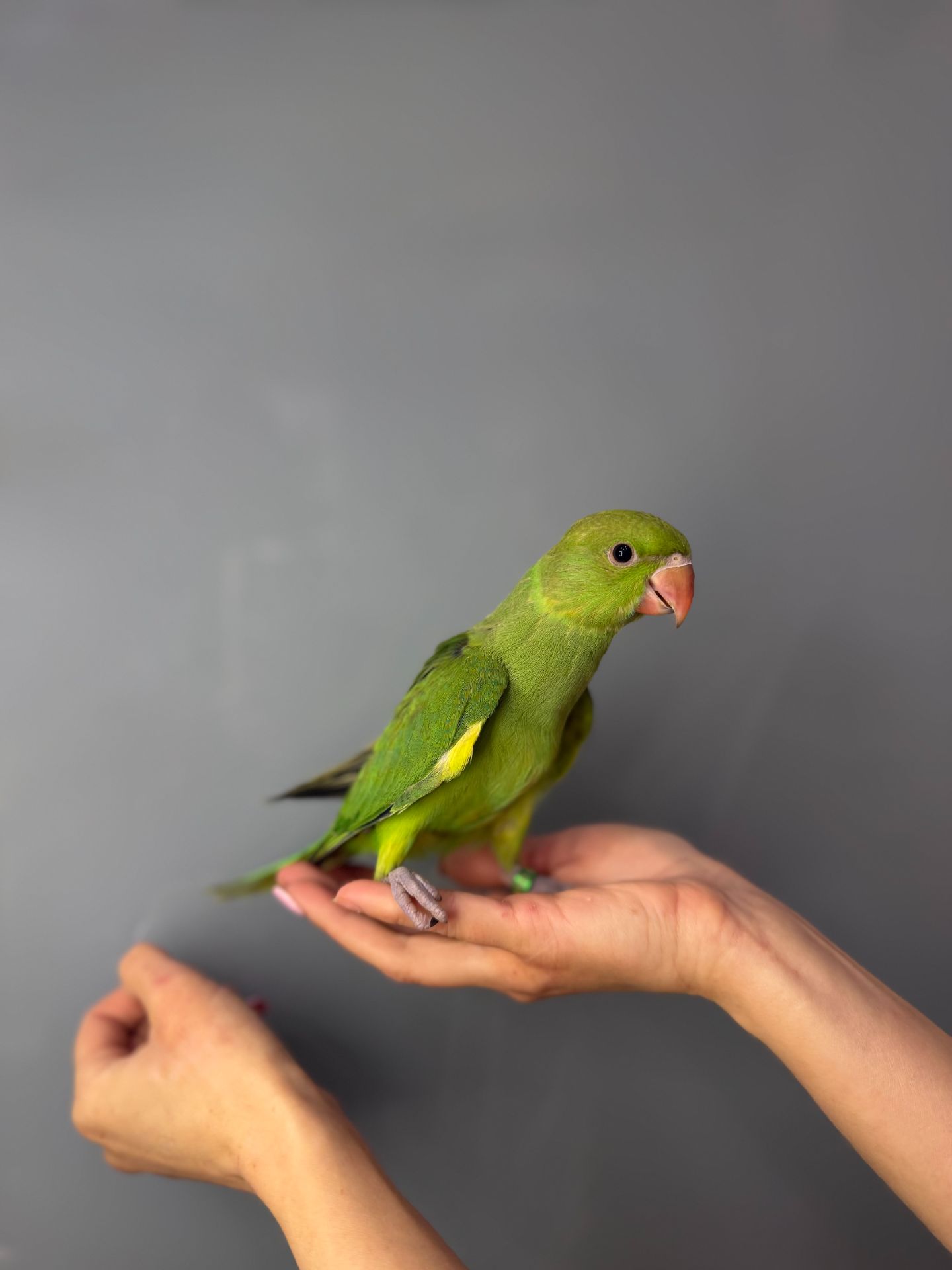 Ожереловий папуга, намистовий папуга