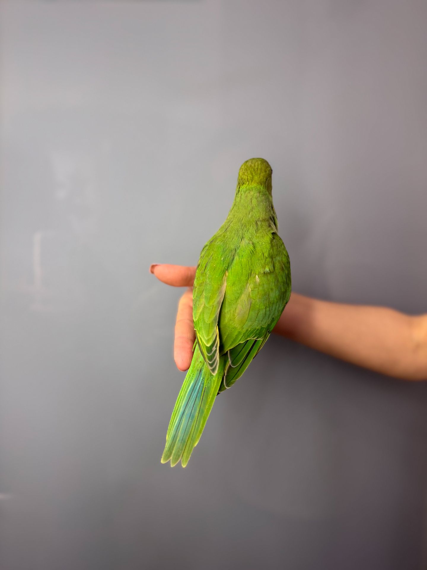 Ожереловий папуга, намистовий папуга