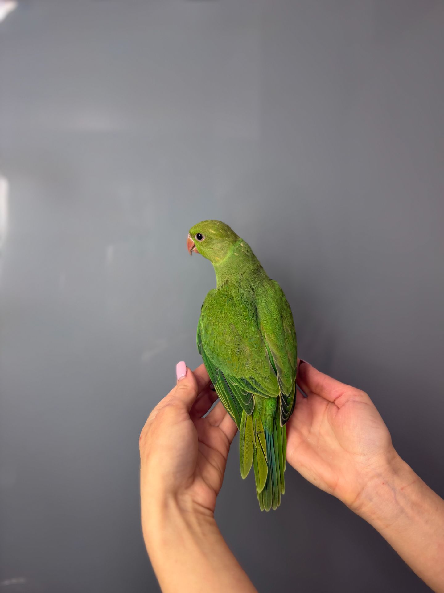 Ожереловий папуга, намистовий папуга