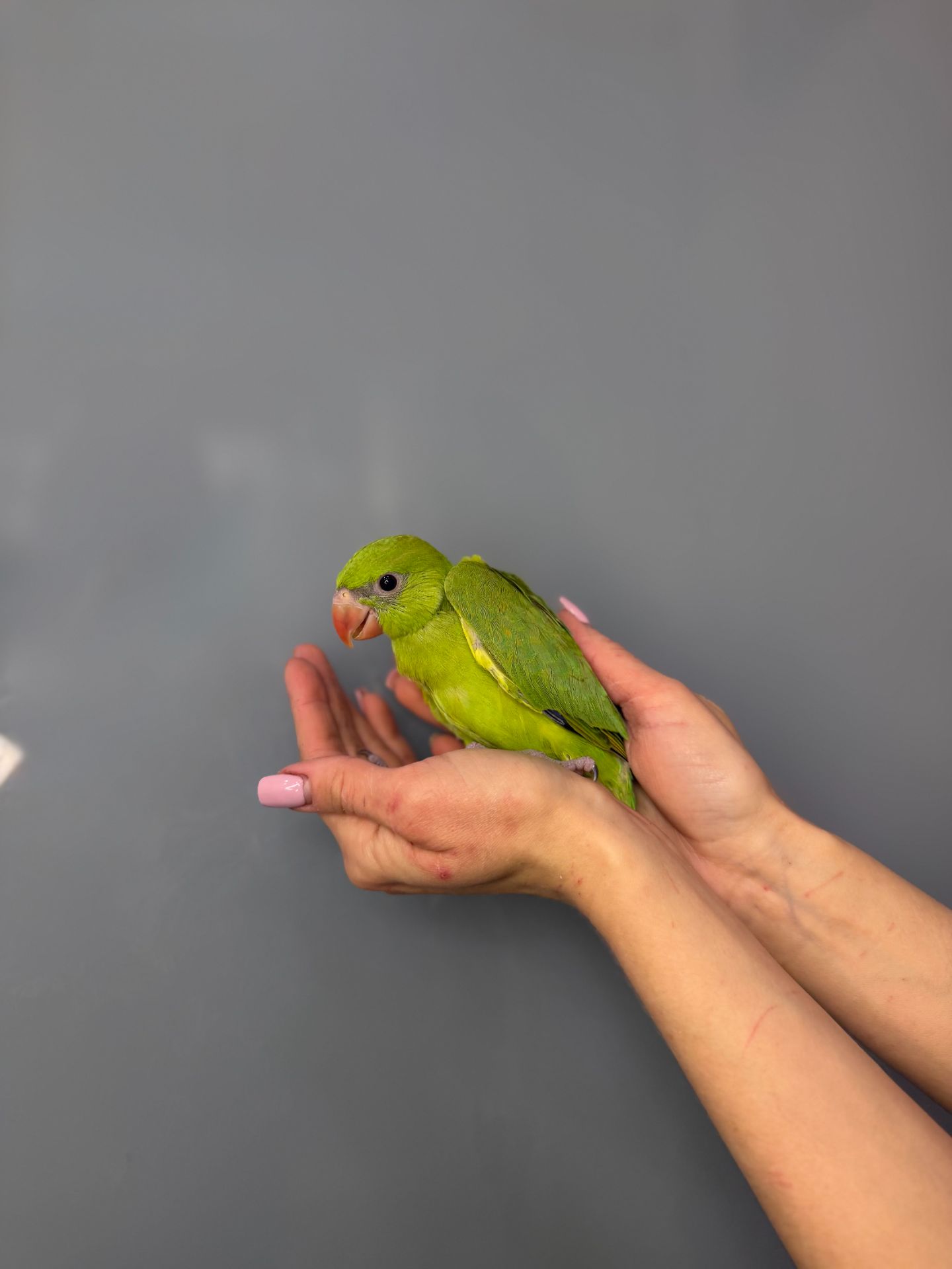 Ожереловий папуга викормиш, кольорові пташенята