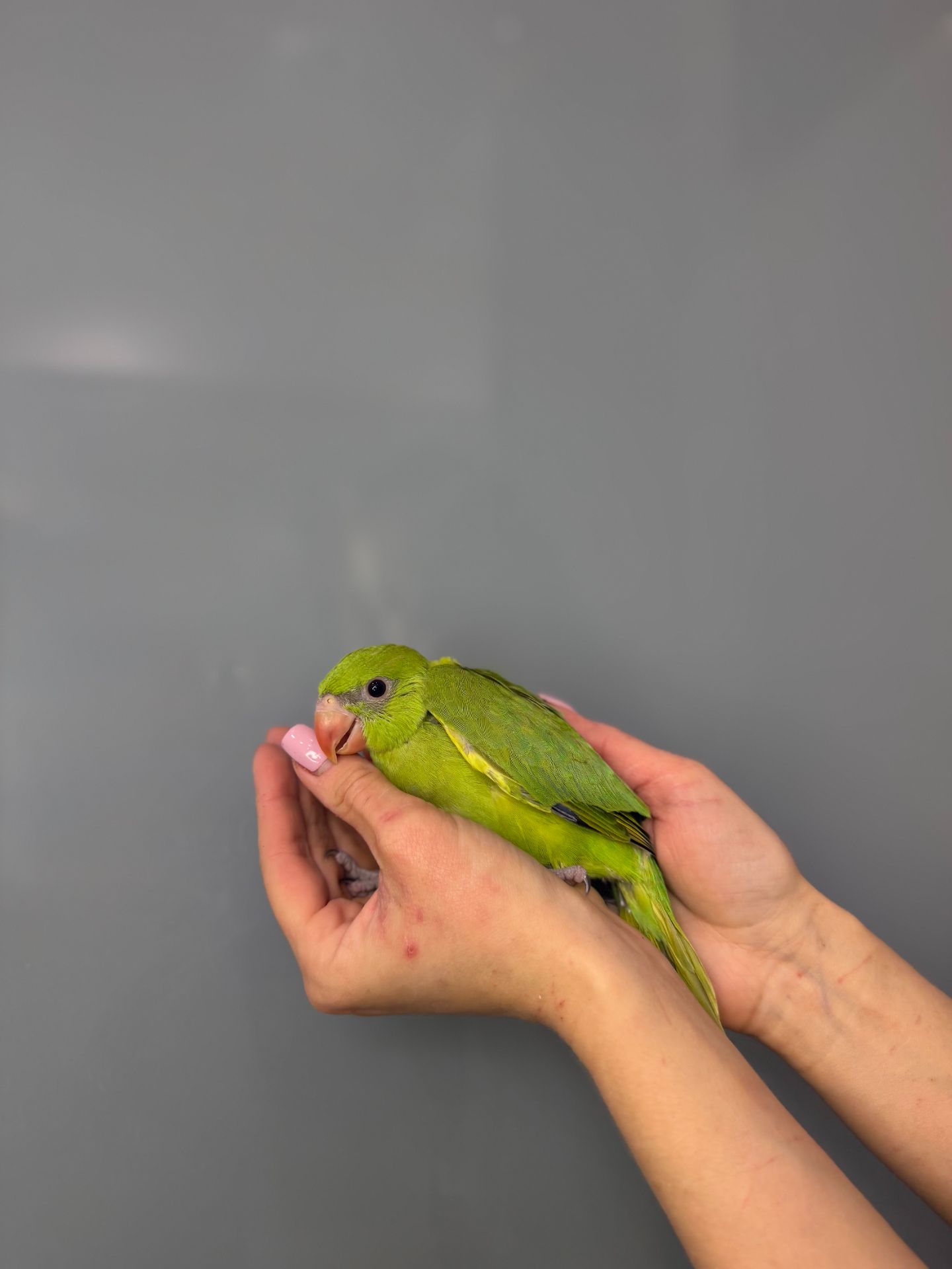 Ожереловий папуга викормиш, кольорові пташенята