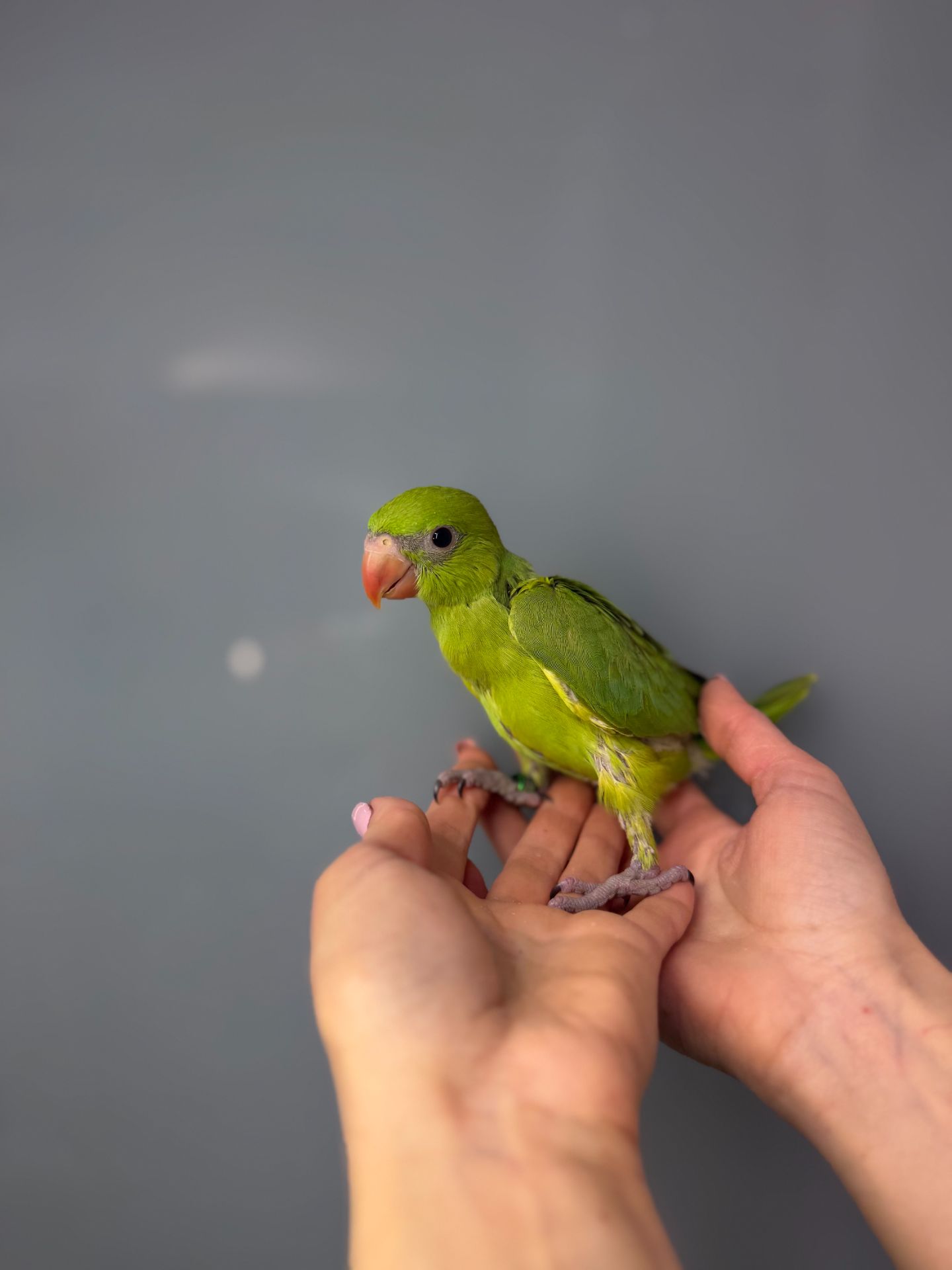 Ожереловий папуга викормиш, кольорові пташенята