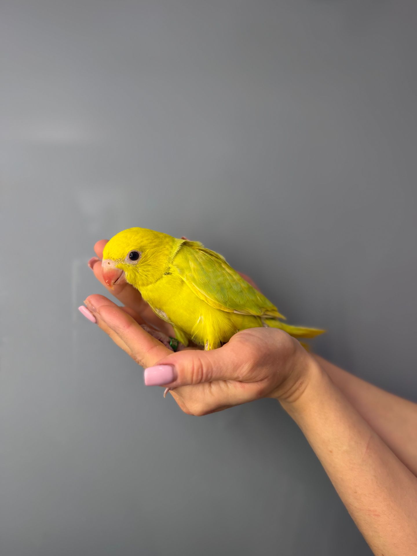 Папуга крамера, ожереловий папуга, намистовий папуга викормиш