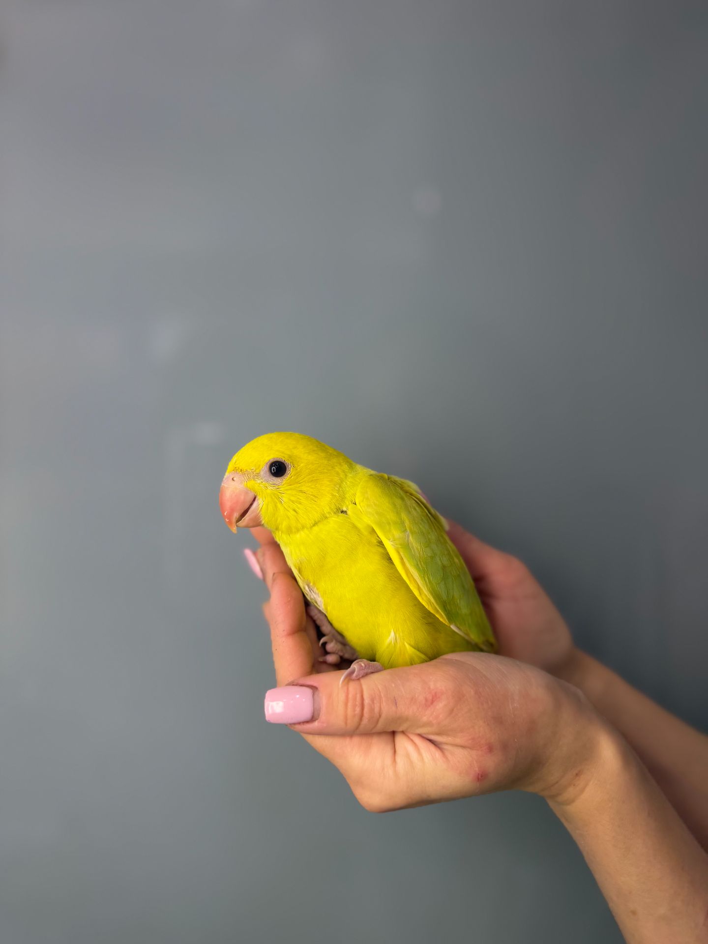 Папуга крамера, ожереловий папуга, намистовий папуга викормиш