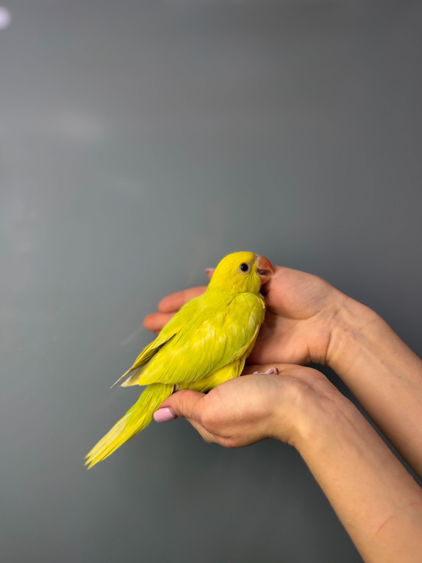 Папуга крамера, ожереловий папуга, намистовий папуга викормиш