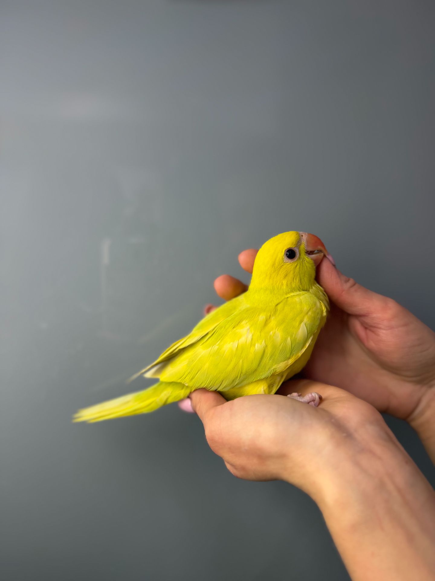 Папуга крамера, ожереловий папуга, намистовий папуга викормиш