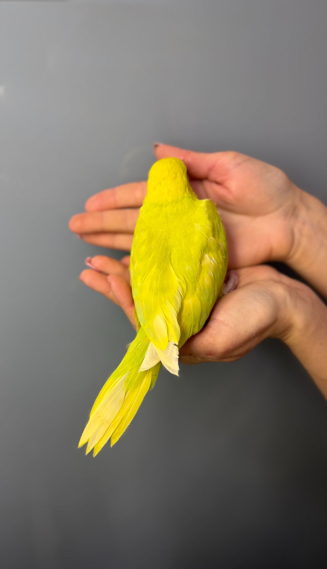 Папуга крамера, ожереловий папуга, намистовий папуга викормиш