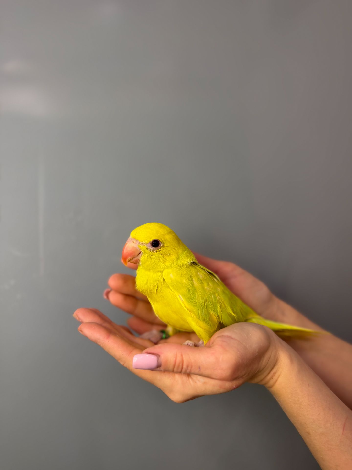 Папуга крамера, ожереловий папуга, намистовий папуга викормиш