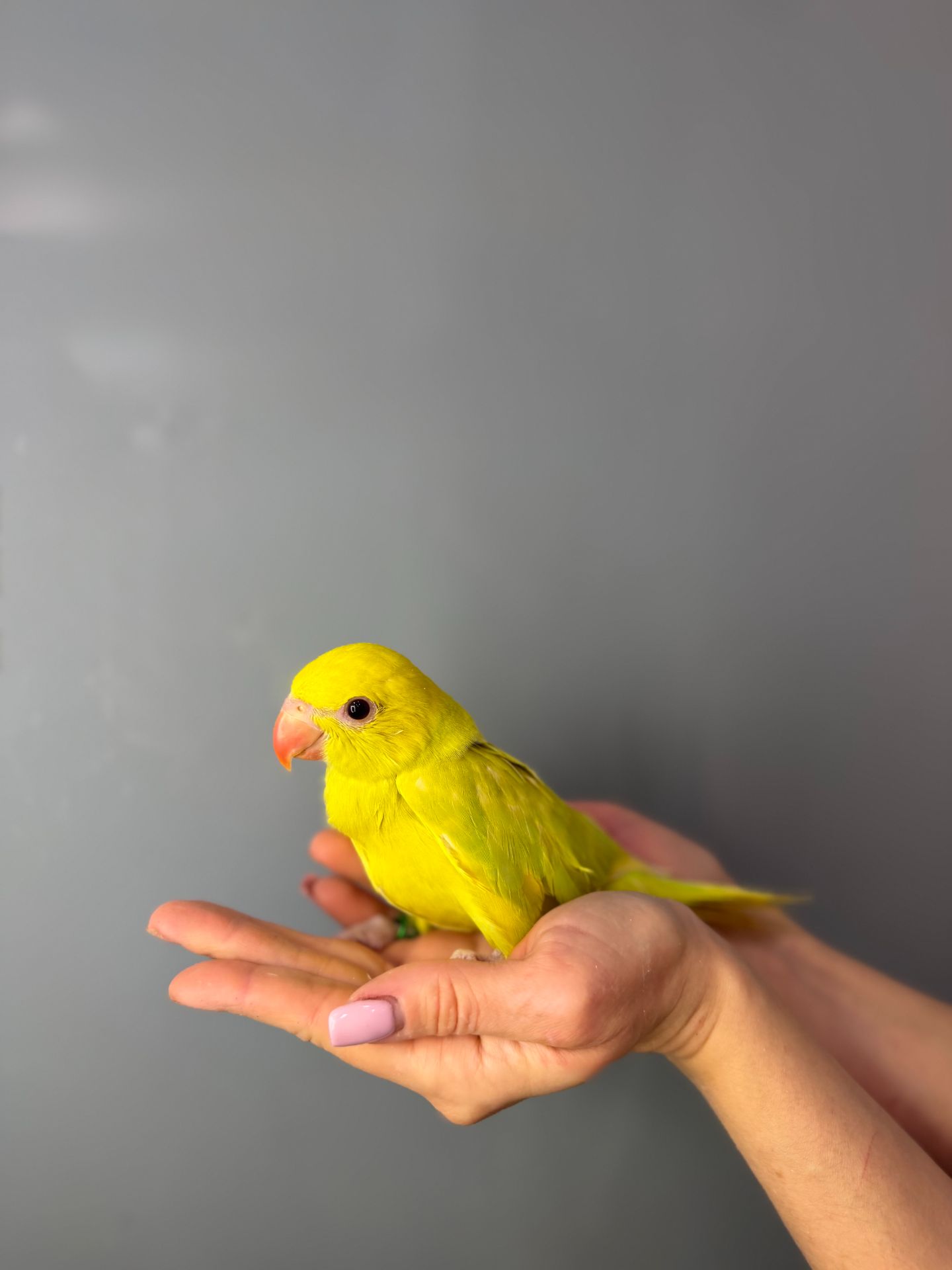 Папуга крамера, ожереловий папуга, намистовий папуга викормиш