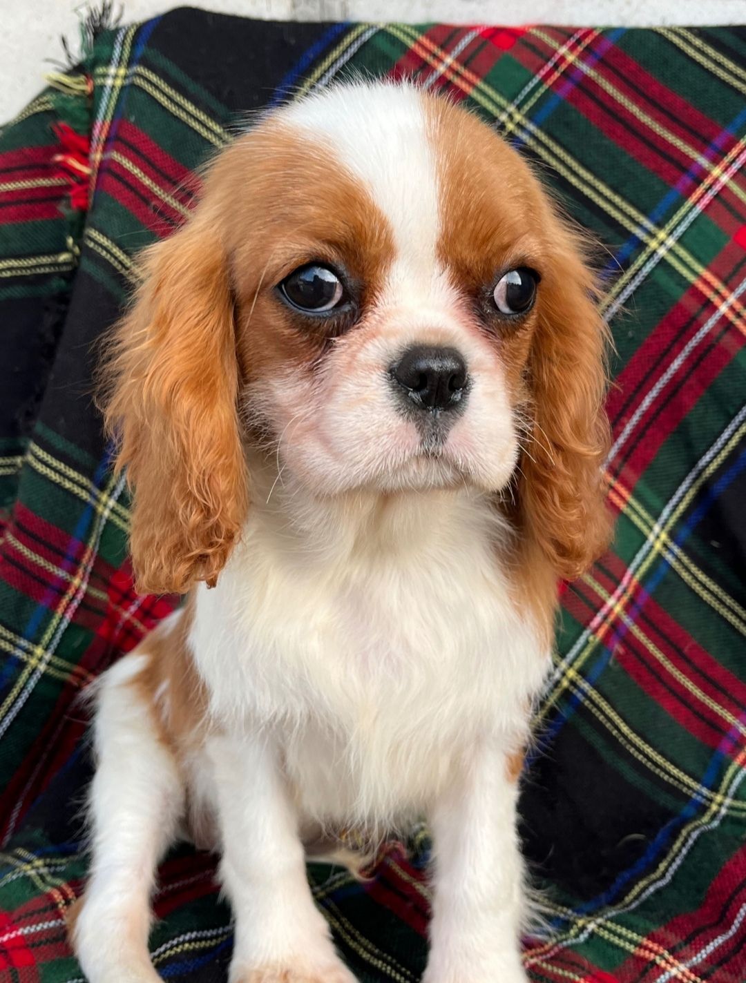 Кавалер кинг Чарльз спаниель девочка