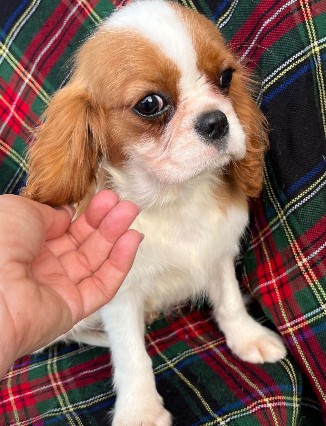 Кавалер кинг Чарльз спаниель девочка