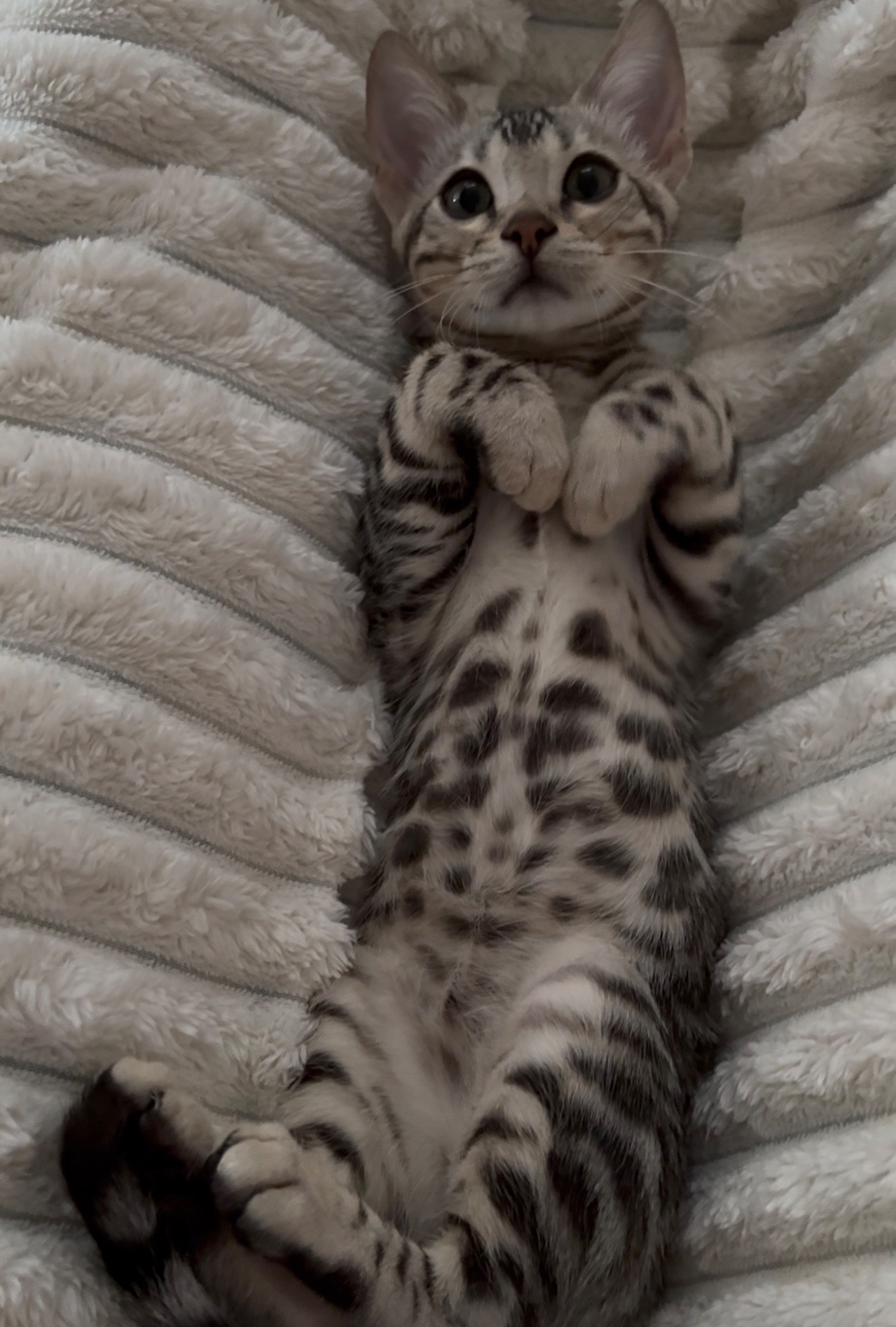 Кошеня срібло бенгал