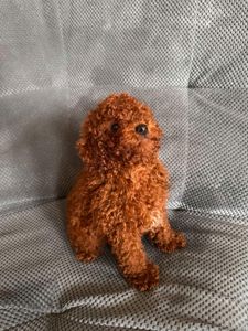 Той пудель мальчик