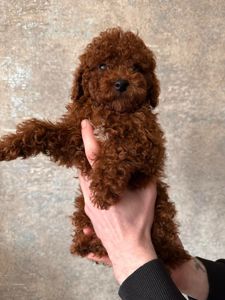 Той пудель мальчик