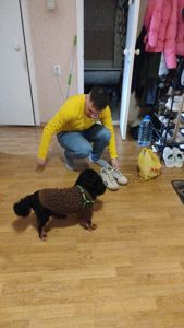 Кавалер кинг Чарльз спаниель девочка