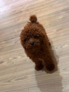 Той пудель мальчик