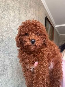 Той пудель мальчик