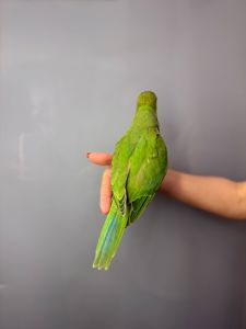 Ожереловий папуга, намистовий папуга