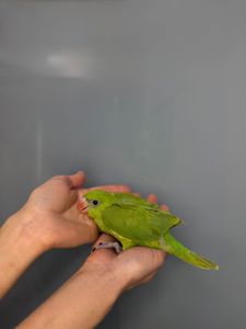 Ожереловий папуга викормиш, кольорові пташенята