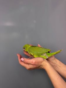 Ожереловий папуга викормиш, кольорові пташенята