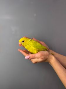 Папуга крамера, ожереловий папуга, намистовий папуга викормиш