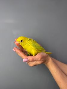 Папуга крамера, ожереловий папуга, намистовий папуга викормиш