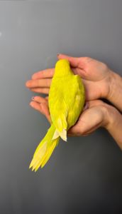 Папуга крамера, ожереловий папуга, намистовий папуга викормиш