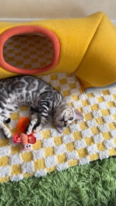 Кошеня срібло бенгал