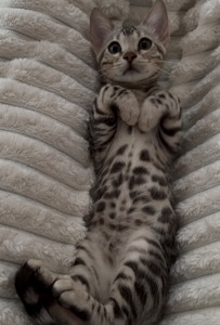 Кошеня срібло бенгал