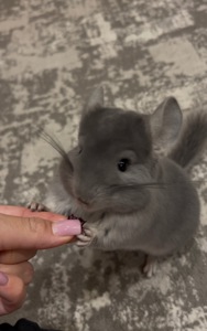 Шиншила дівчинка, фіолетова (лавандова), 5 міс