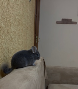 Шиншила дівчинка, фіолетова (лавандова), 5 міс