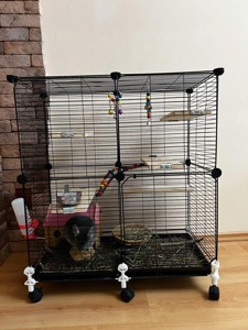 Шиншила дівчинка, фіолетова (лавандова), 5 міс