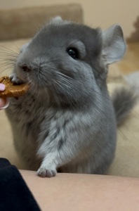 Шиншила дівчинка, фіолетова (лавандова), 5 міс