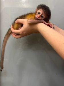 Мавпочка мангобей, обезьянка мангобей