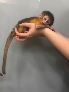 Мавпочка мангобей, обезьянка мангобей