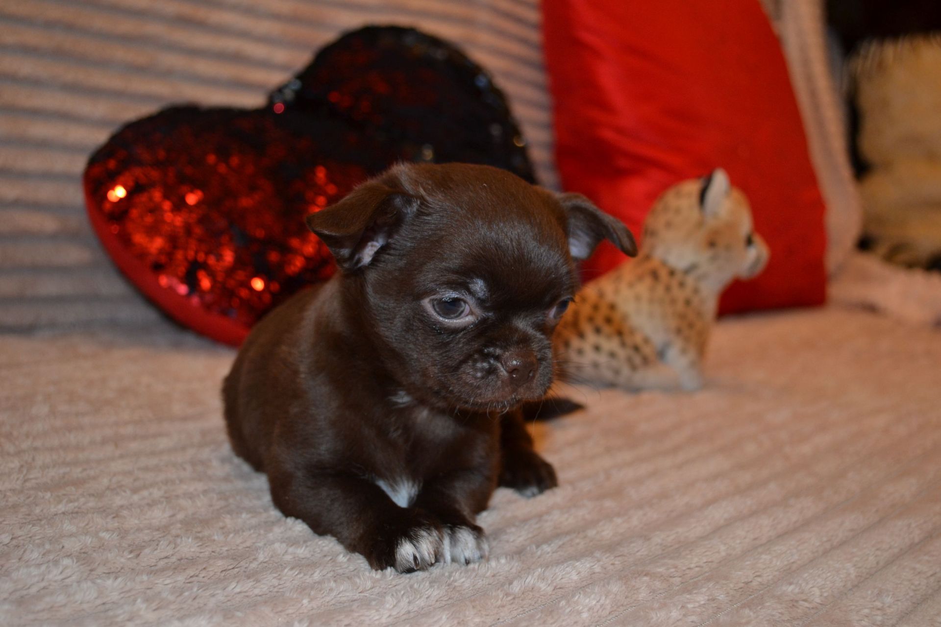 Чихуахуа дівчинка