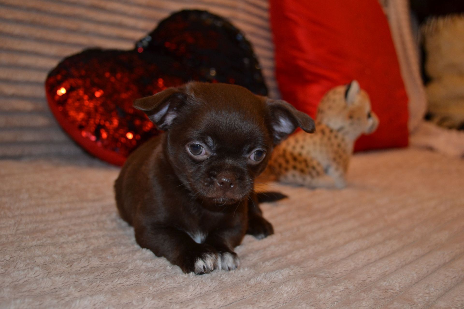 Чихуахуа дівчинка