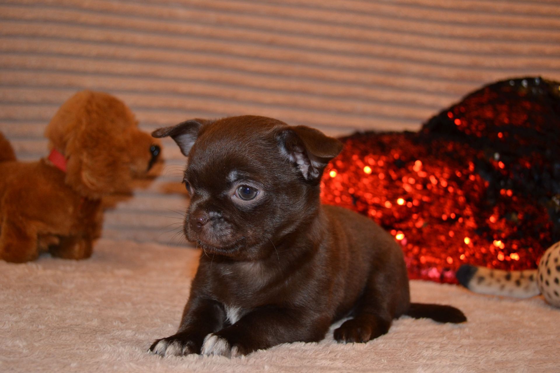 Чихуахуа дівчинка