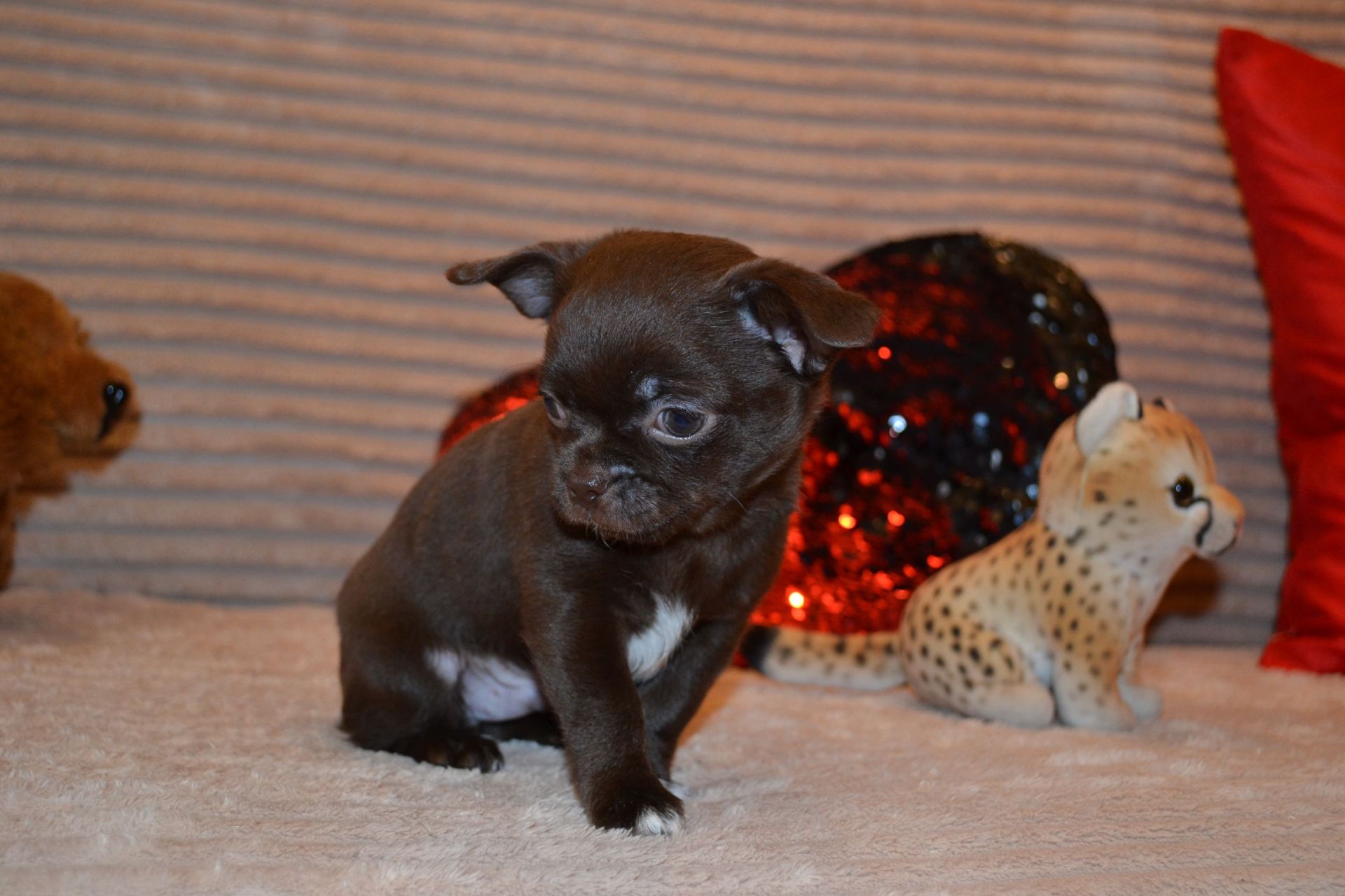 Чихуахуа дівчинка