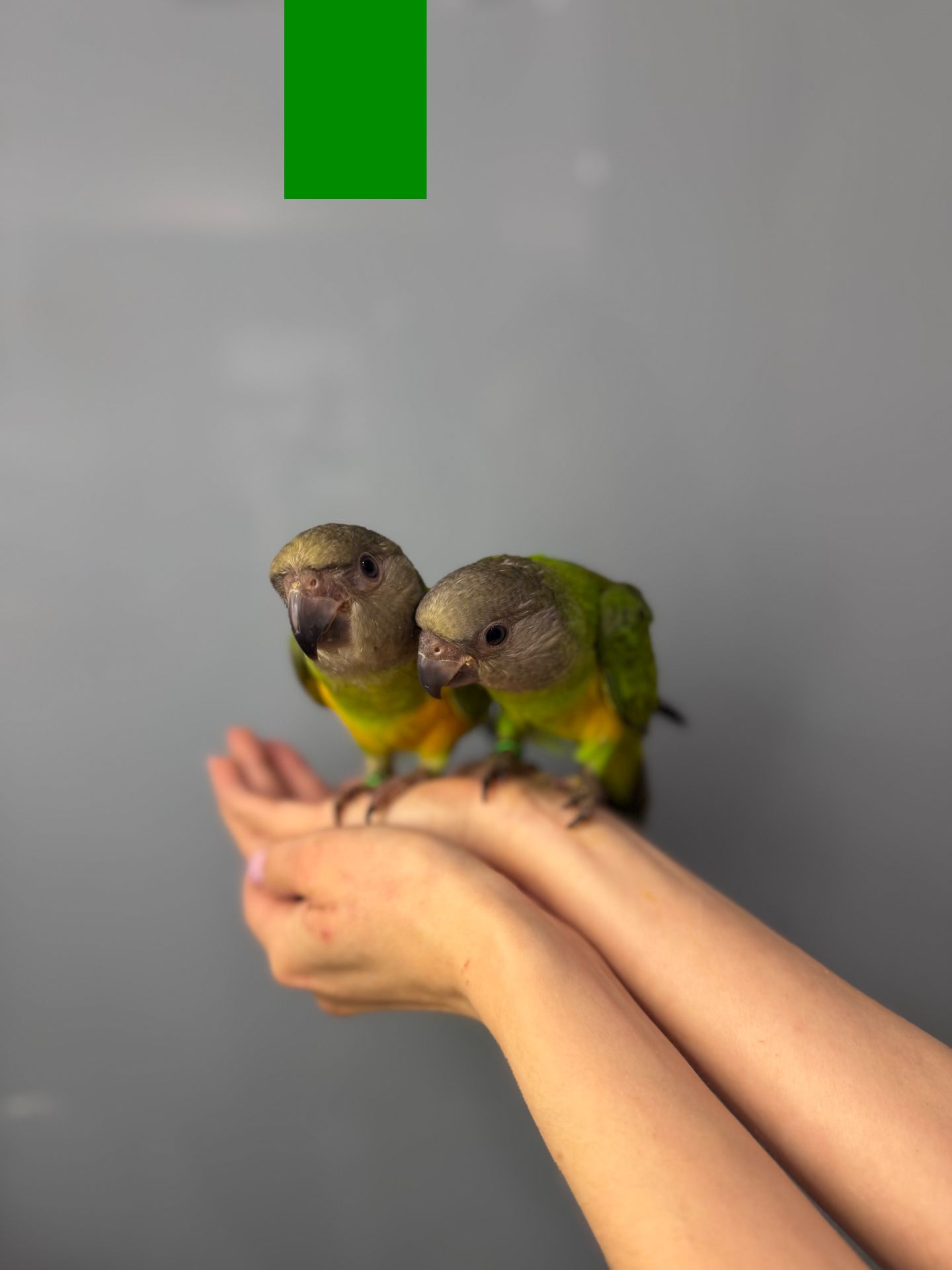 Сенегал, сенегальський папуга, папужка ручний викормиш