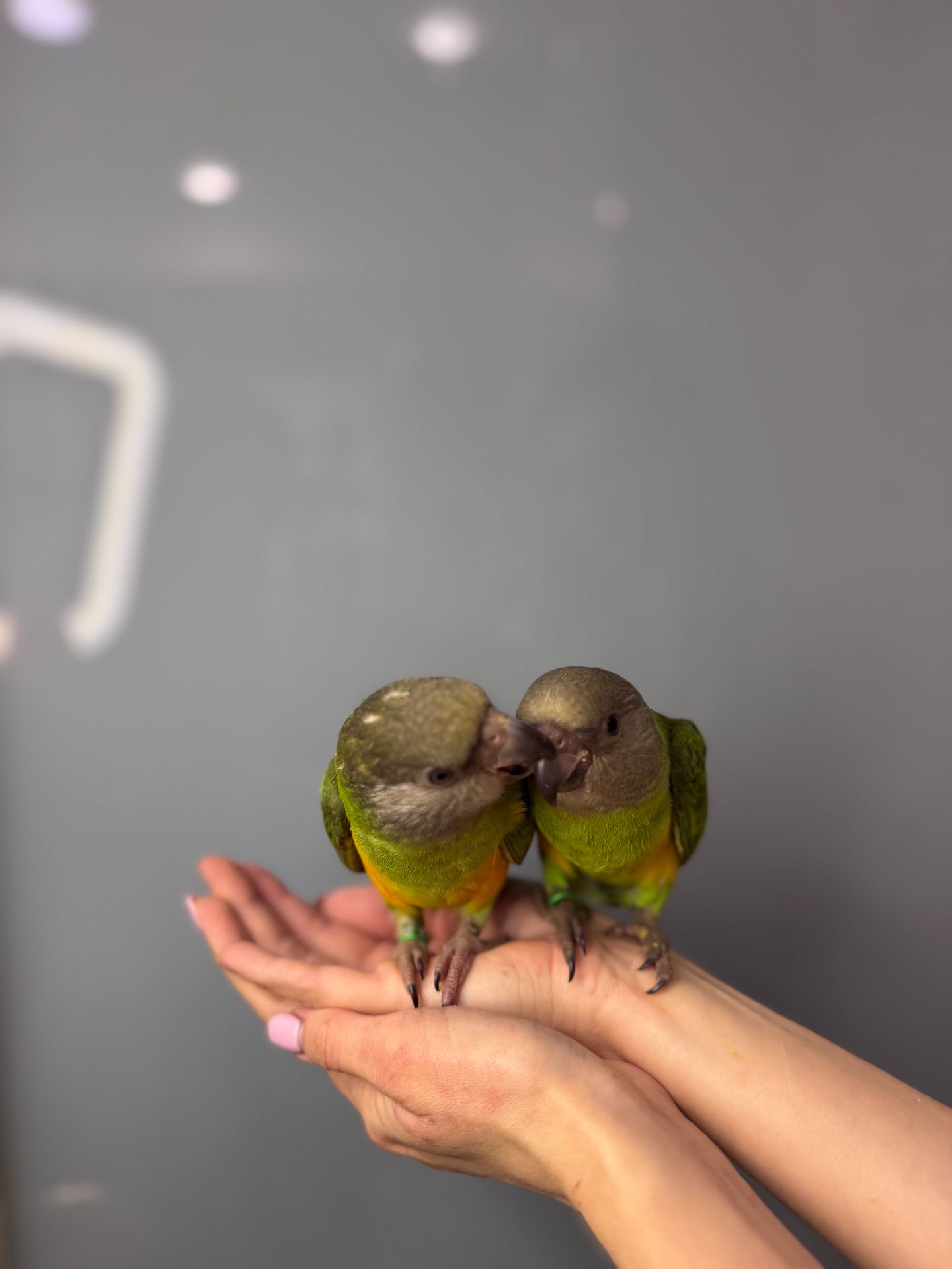 Сенегал, сенегальський папуга, папужка ручний викормиш