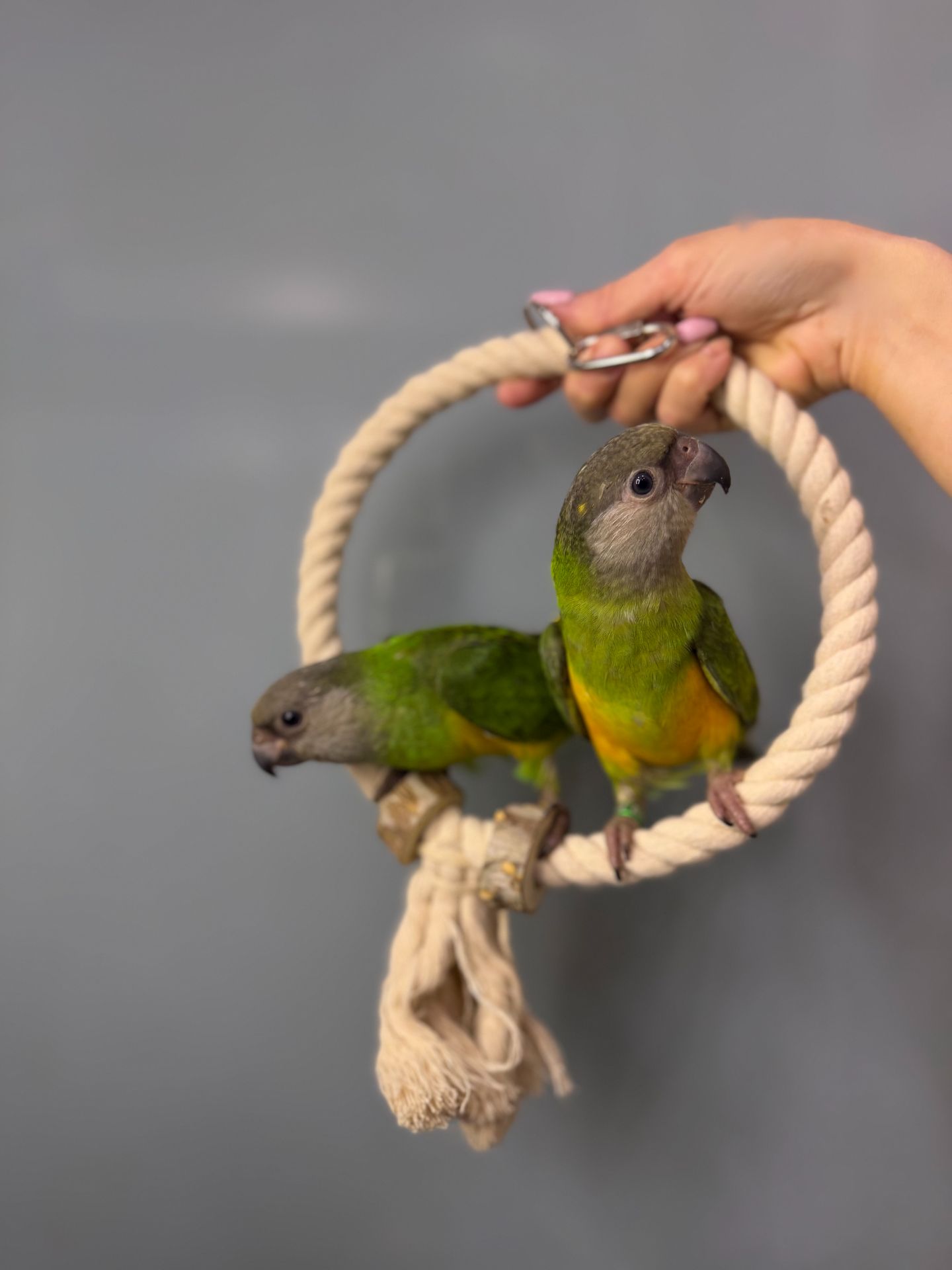 Сенегальський папуга, ручний викормиш сенегал