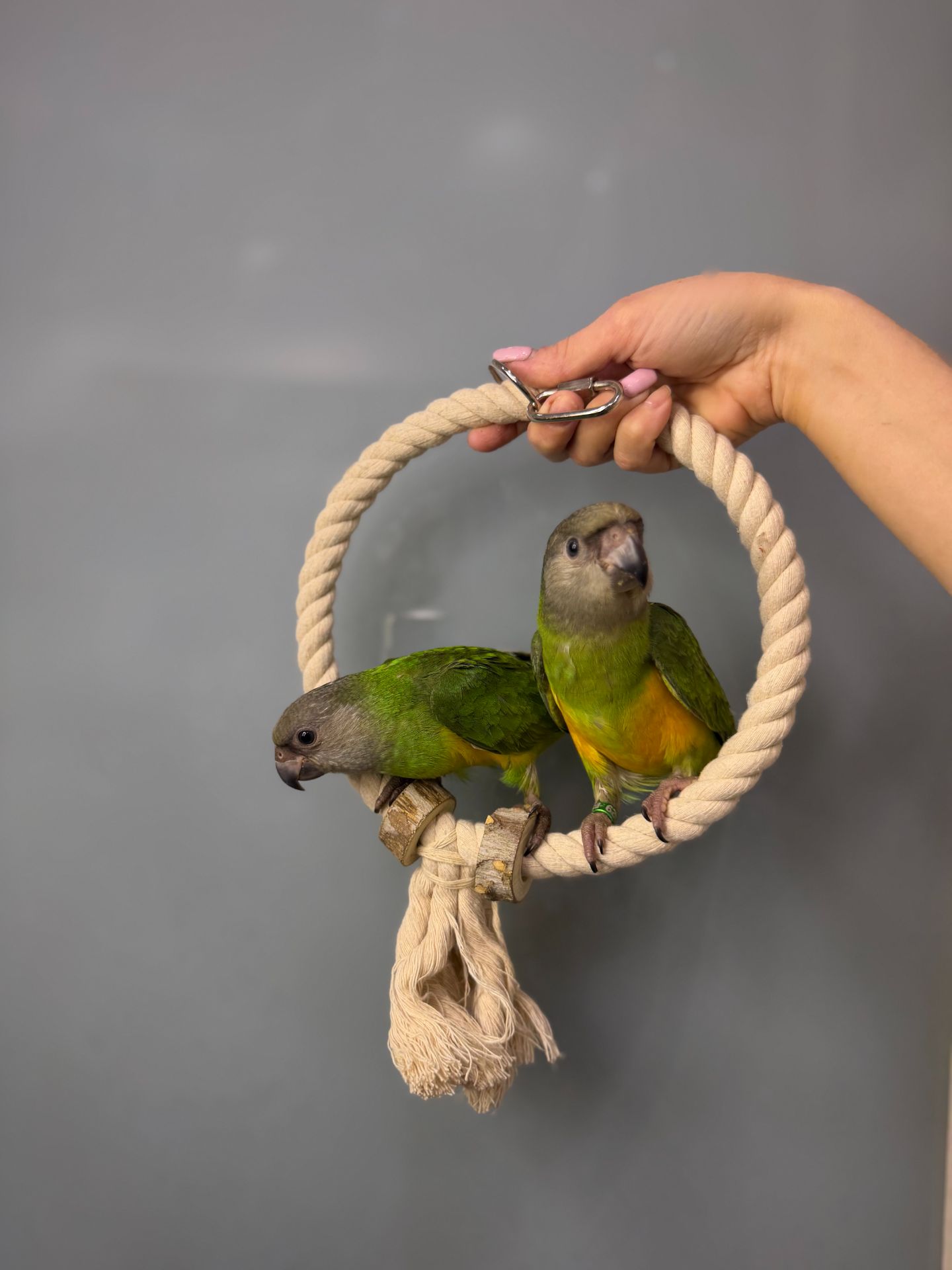 Сенегальський папуга, ручний викормиш сенегал