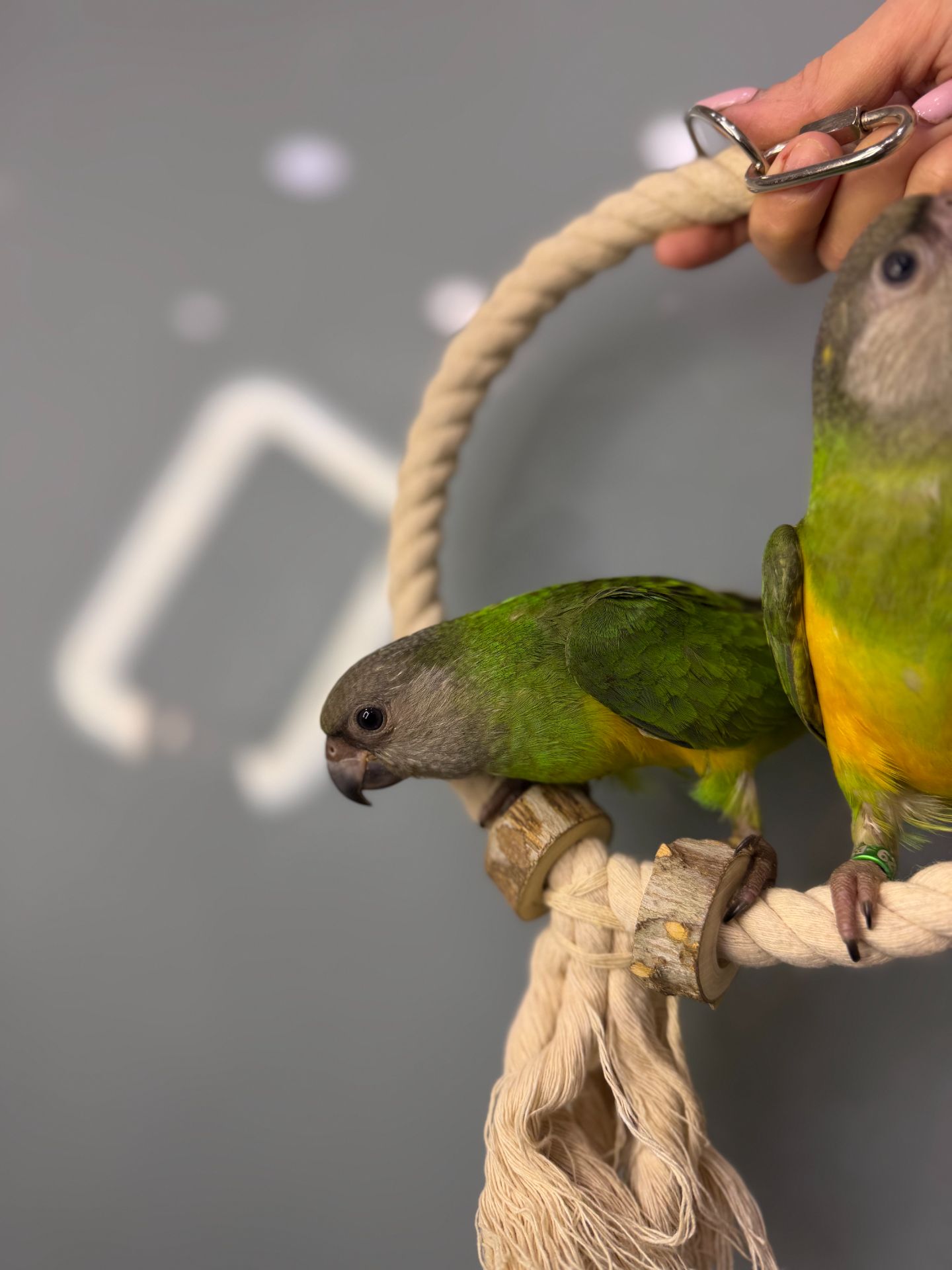 Сенегальський папуга, ручний викормиш сенегал