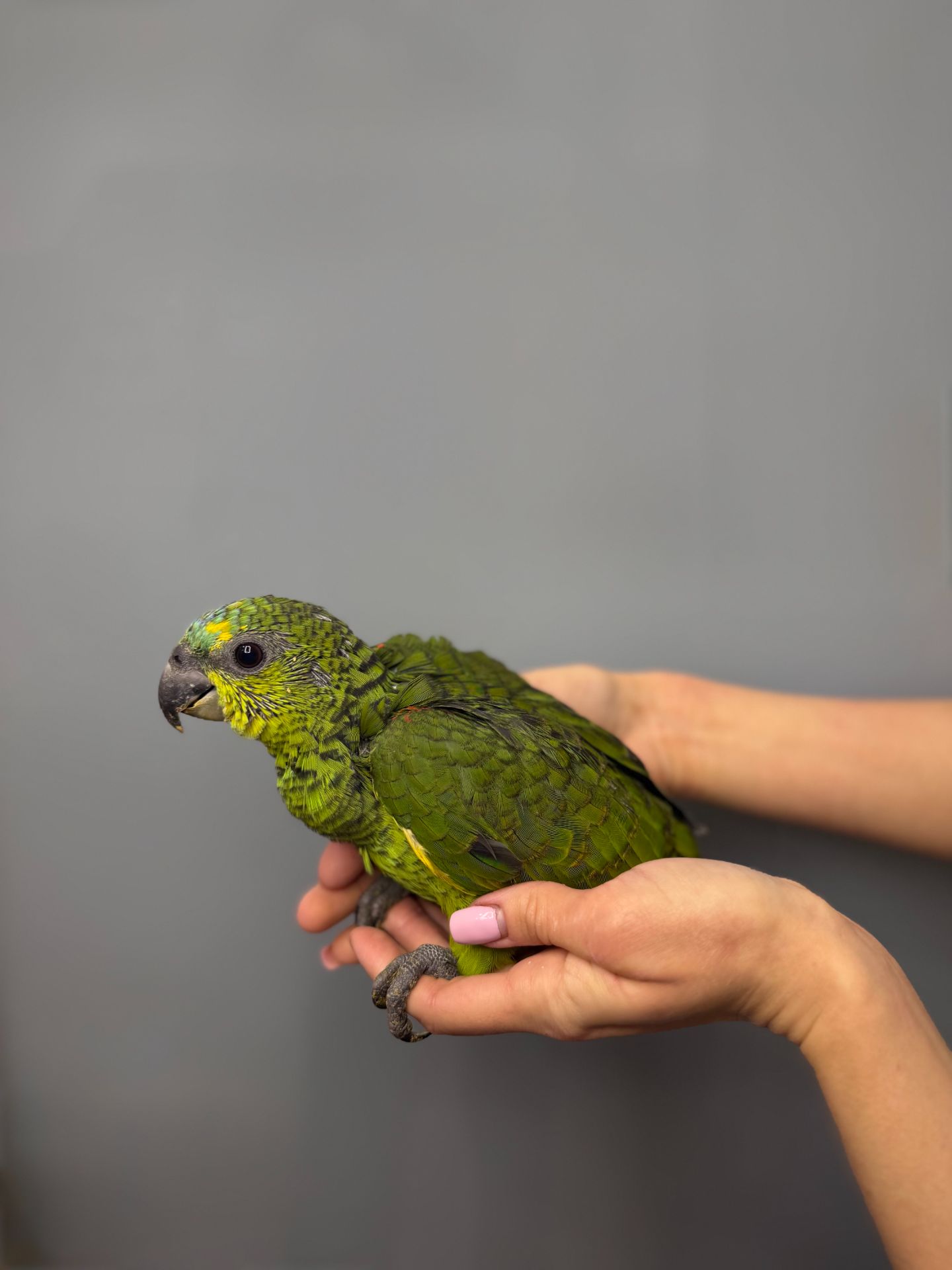 Синьолобий амазон, викормиш амазон