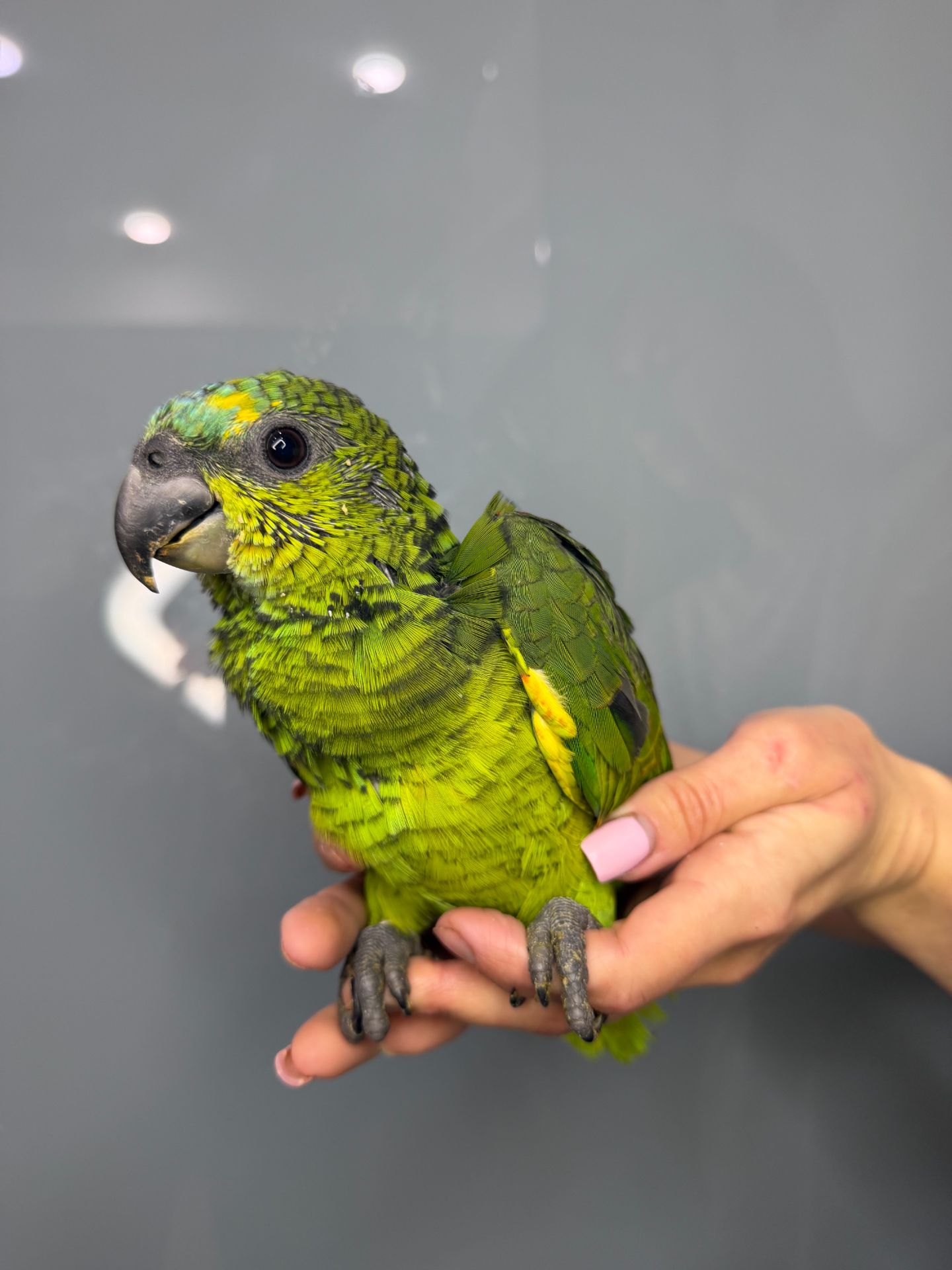 Синьолобий амазон, викормиш амазон